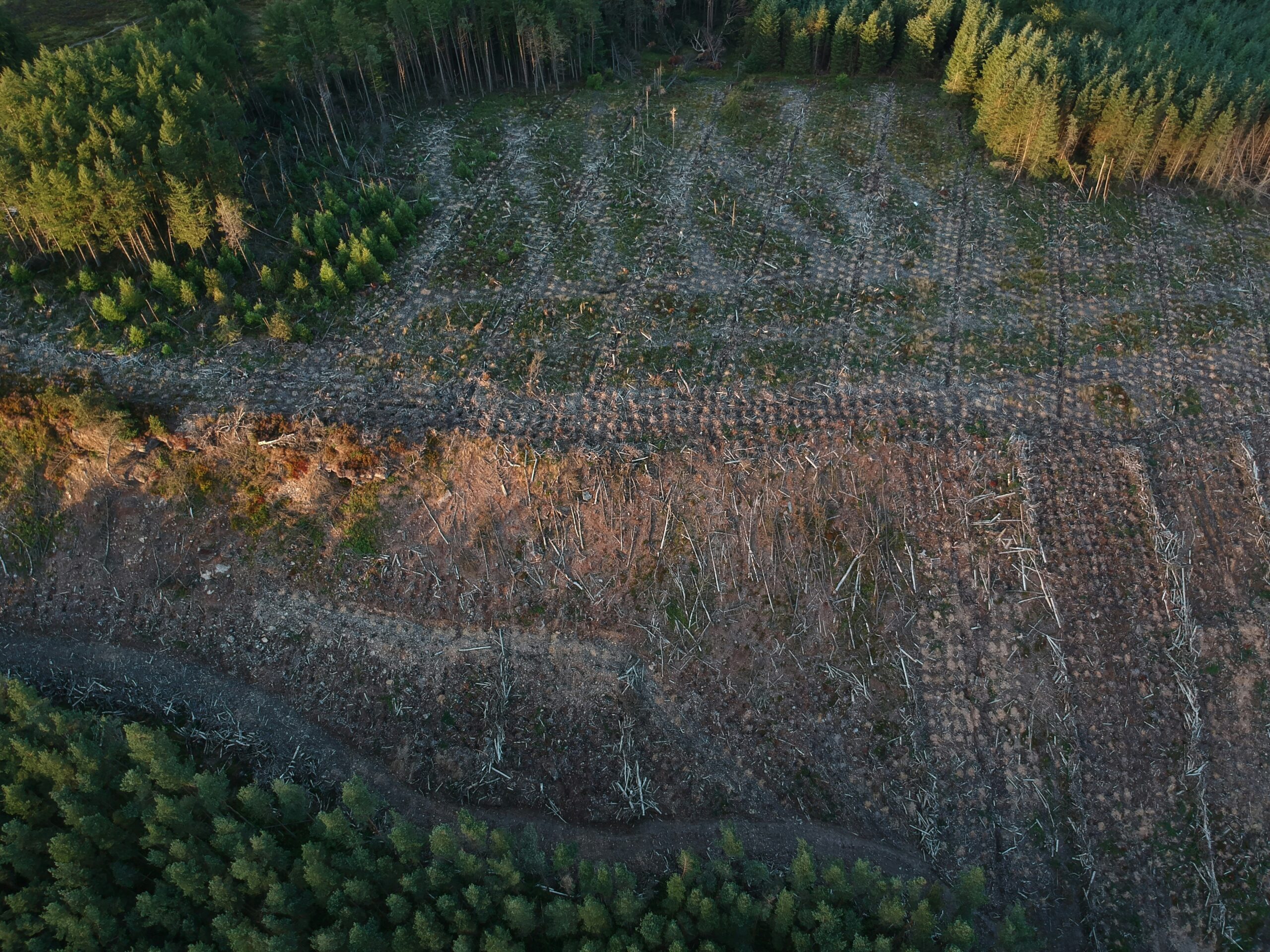 Vazdušni prikaz nelegalne seče šume snimljen dronom